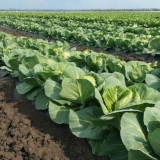 Šta se može saditi posle kupusa sledeće godine u bašti